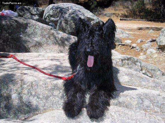 Foto del perro Neko