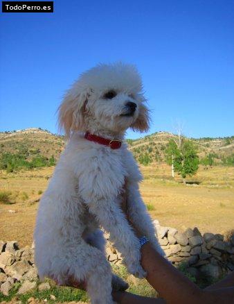 Foto del perro Nera