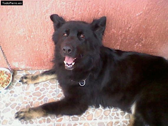 Foto del perro Blacky