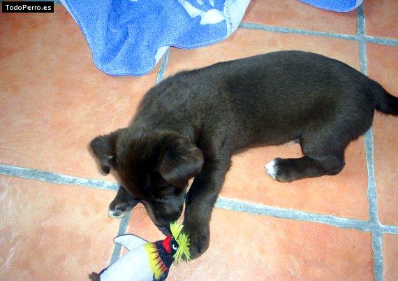Foto del perro Thor