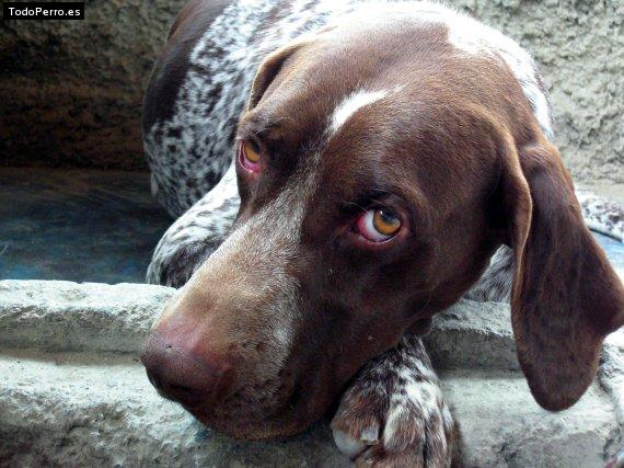 Foto del perro Manchas