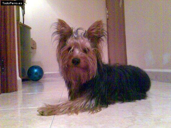 Foto del perro Teddy