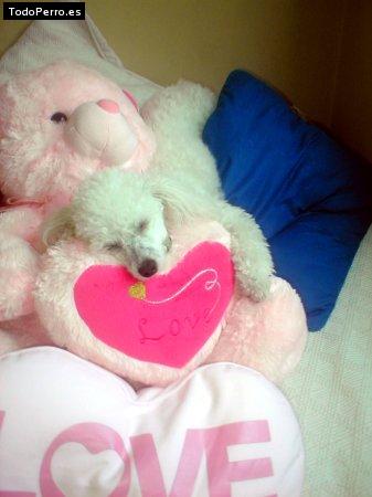 Foto del perro Isidora