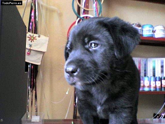 Foto del perro Tobby