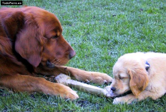 Foto del perro Spiky y lupe