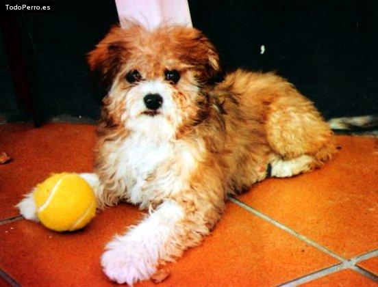 Foto del perro Bisbi