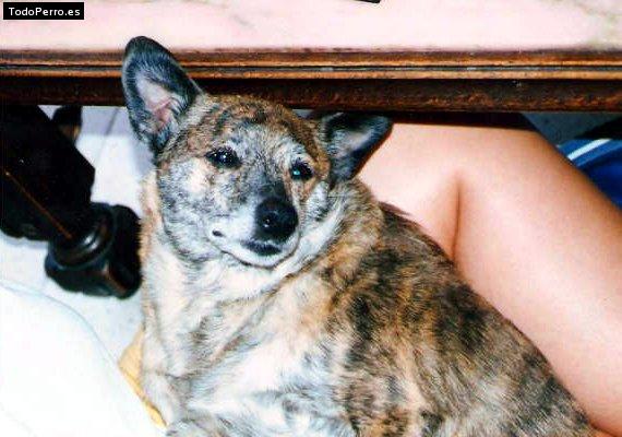 Foto del perro Tara