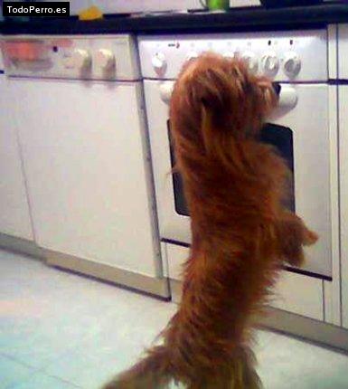 Foto del perro Jara
