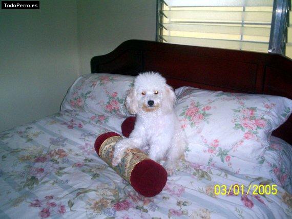 Foto del perro Toto