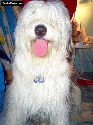 Foto del perro Spawn