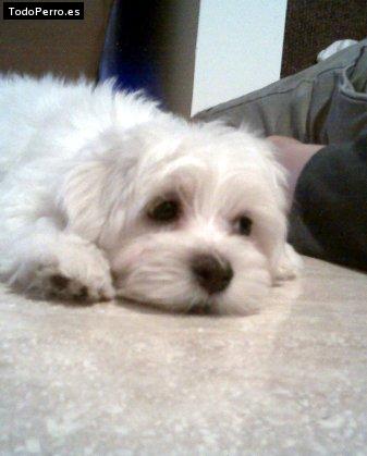 Foto del perro Snoopy