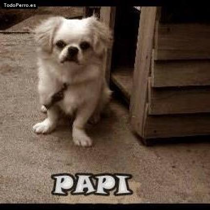 Foto del perro Papi chulo