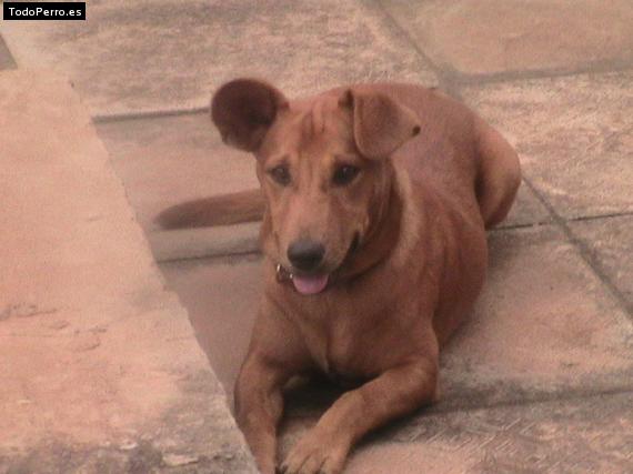 Foto del perro Bento