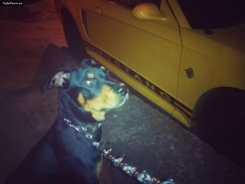 Foto del perro Rott