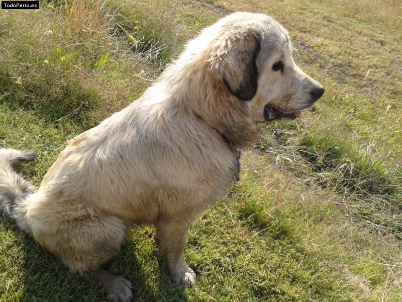 Foto del perro Loba