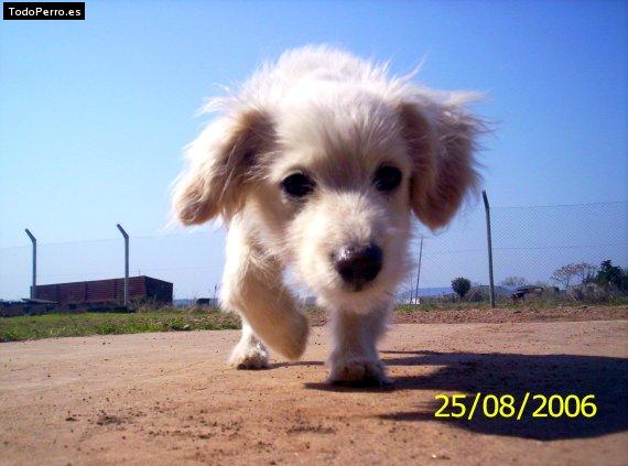 Foto del perro Teo