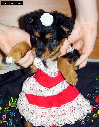 Foto del perro Nozomi