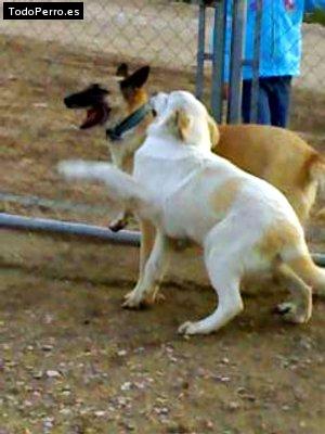 Foto del perro Lola y bethoven