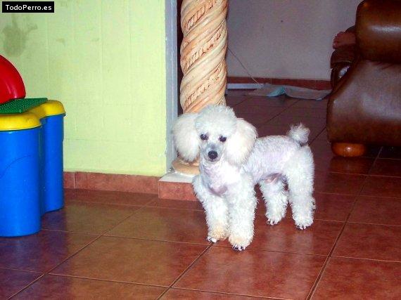 Foto del perro Snoppy