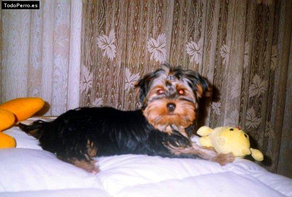 Foto del perro Capricho