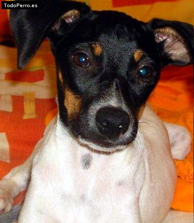 Foto del perro Sora