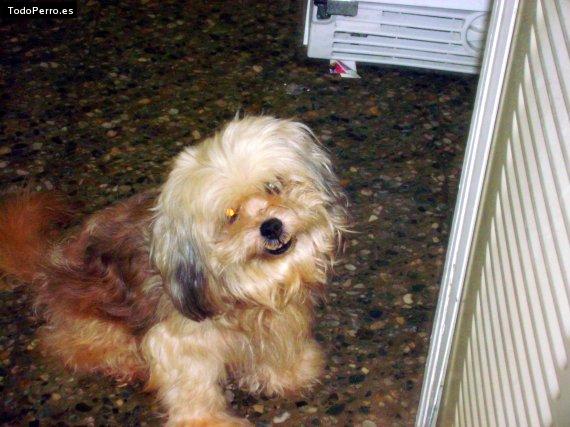 Foto del perro Stuty
