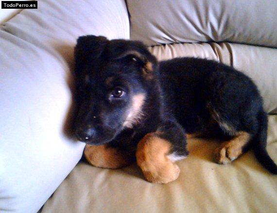 Foto del perro Terry