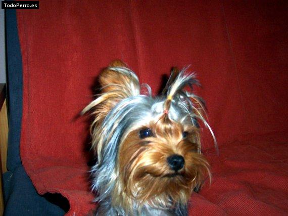 Foto del perro Torito