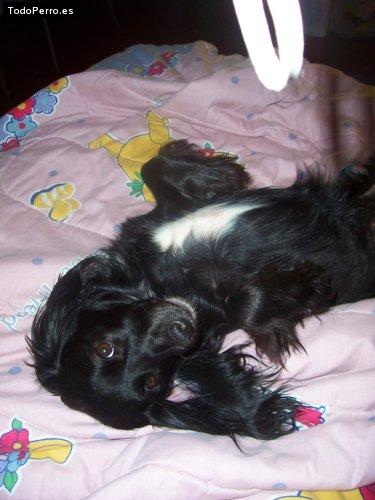 Foto del perro Tala