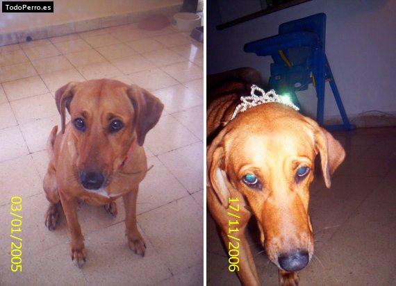 Foto del perro Bubbles