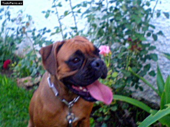 Foto del perro Nika