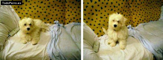 Foto del perro Skipy