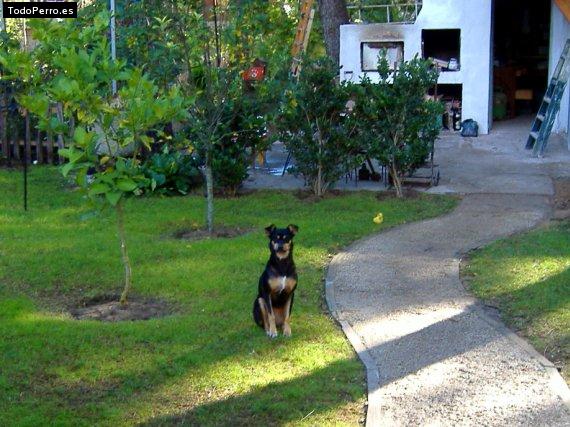 Foto del perro Joaky