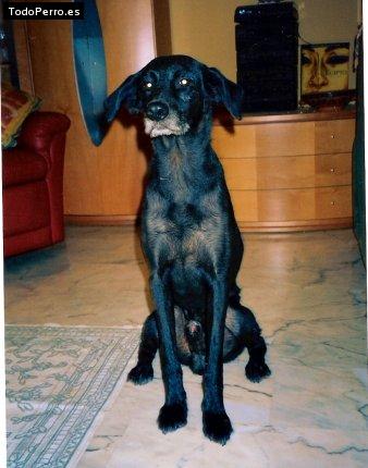Foto del perro Willy