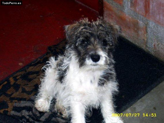 Foto del perro Barry