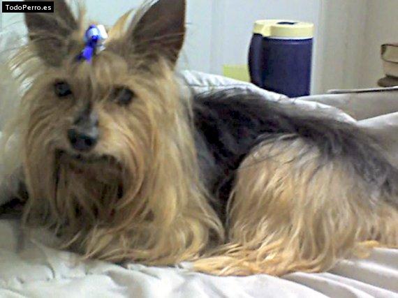 Foto del perro Cafu