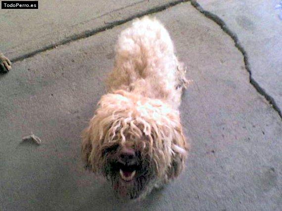 Foto del perro Rockito