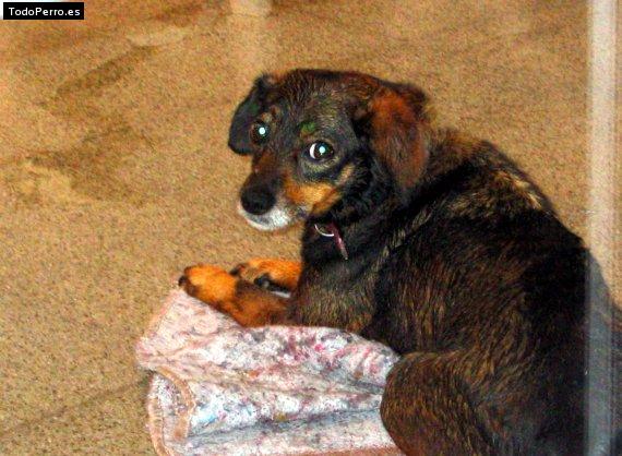 Foto del perro Brisa