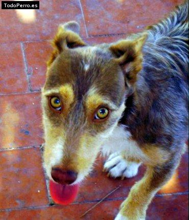 Foto del perro Boyra