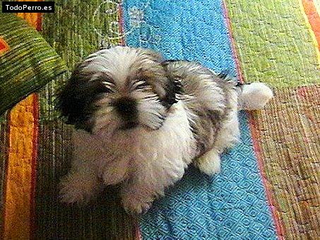 Foto del perro Chacho