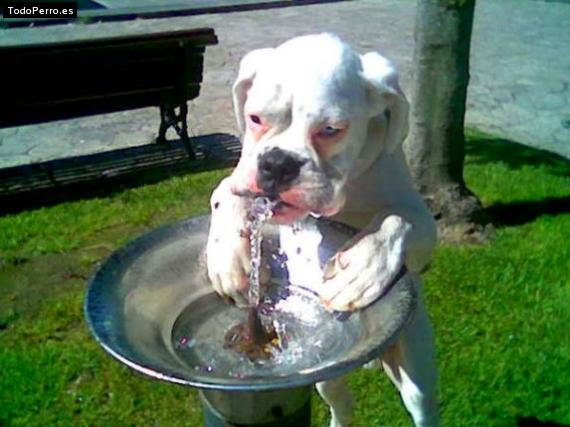 Foto del perro Branco