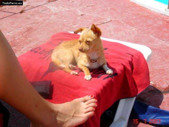 Foto del perro Sophie