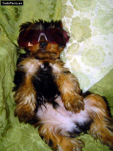 Foto del perro Coky