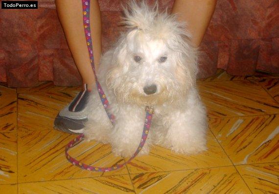 Foto del perro Jally