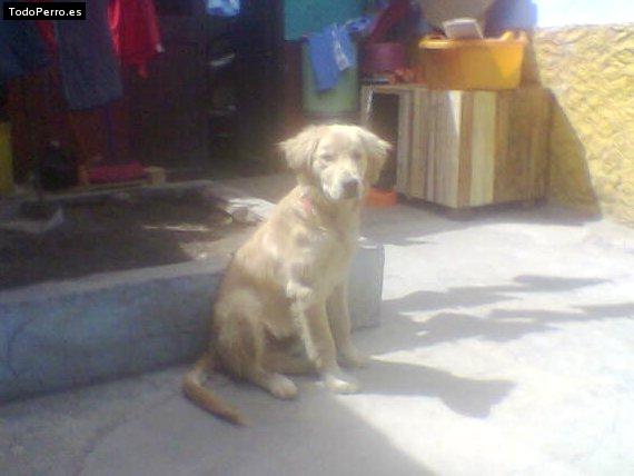 Foto del perro Scot