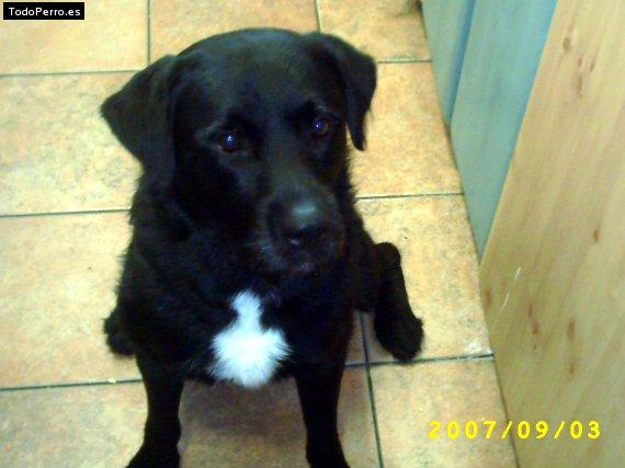Foto del perro Scott