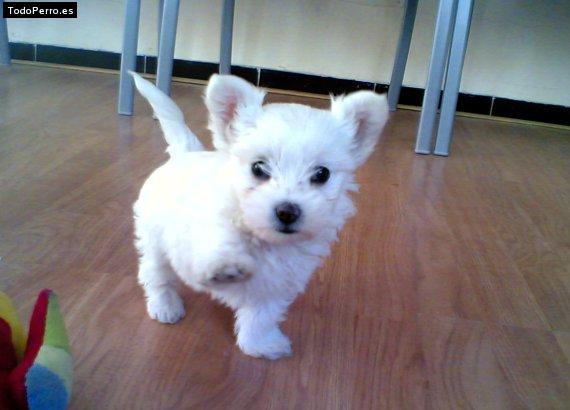Foto del perro Nano ibiza