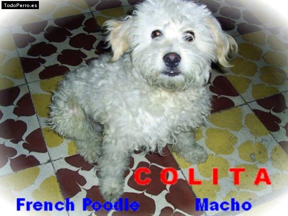 La foto del perro Colita Foto del perro Colita