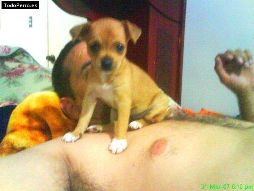 Foto del perro Rustty