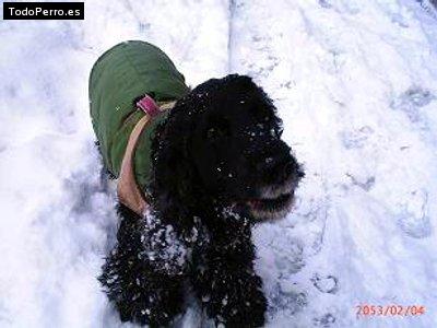 Foto del perro Toti
